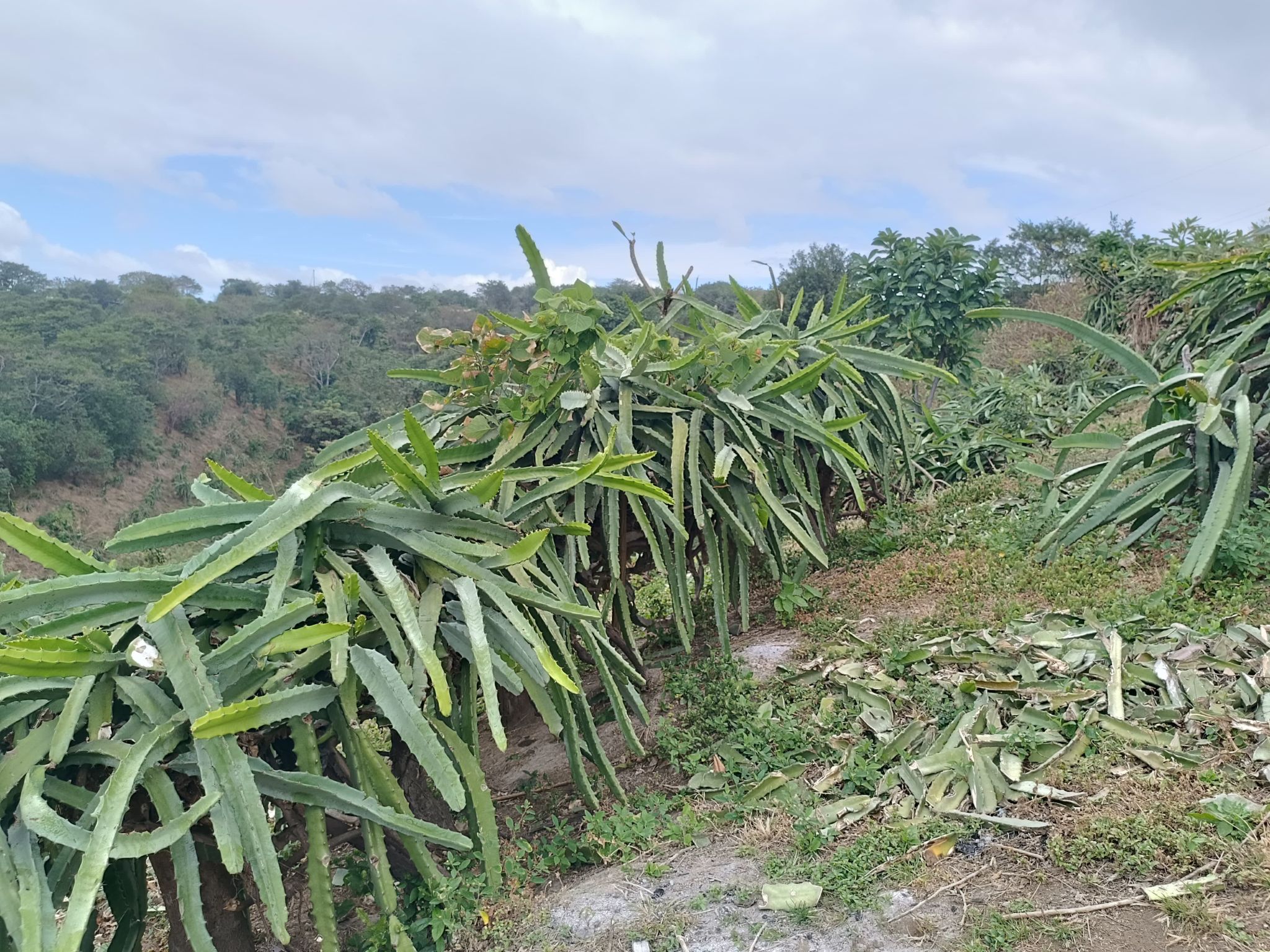 Regenerative mango farming practice
