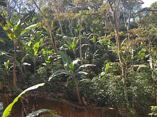 Nicaraguan banana farm_Agroforestry_Sol Organica