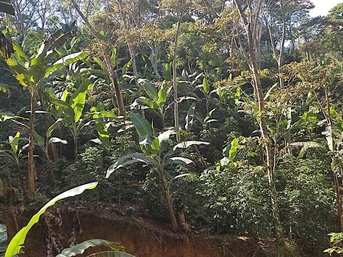Coffee and banana agroforestry in Nicaragua