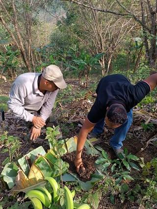 soil analysis